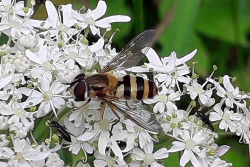Epistrophe grossulariae